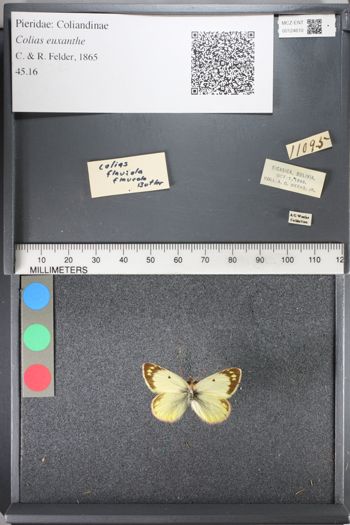 Media type: image;   Entomology 124610